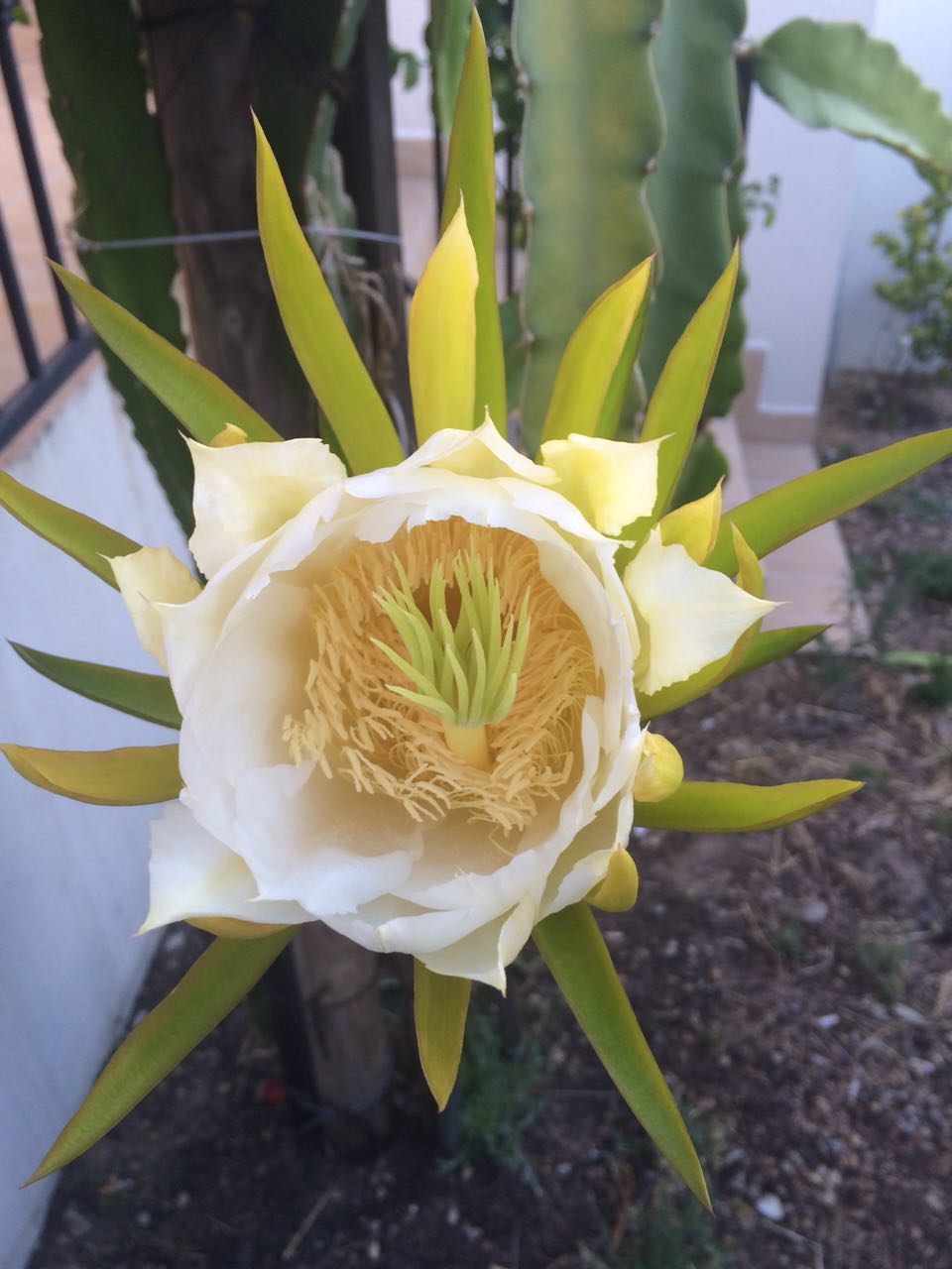 Is Dragon Fruit Good for You? The Amazing Health Benefits of Pitaya